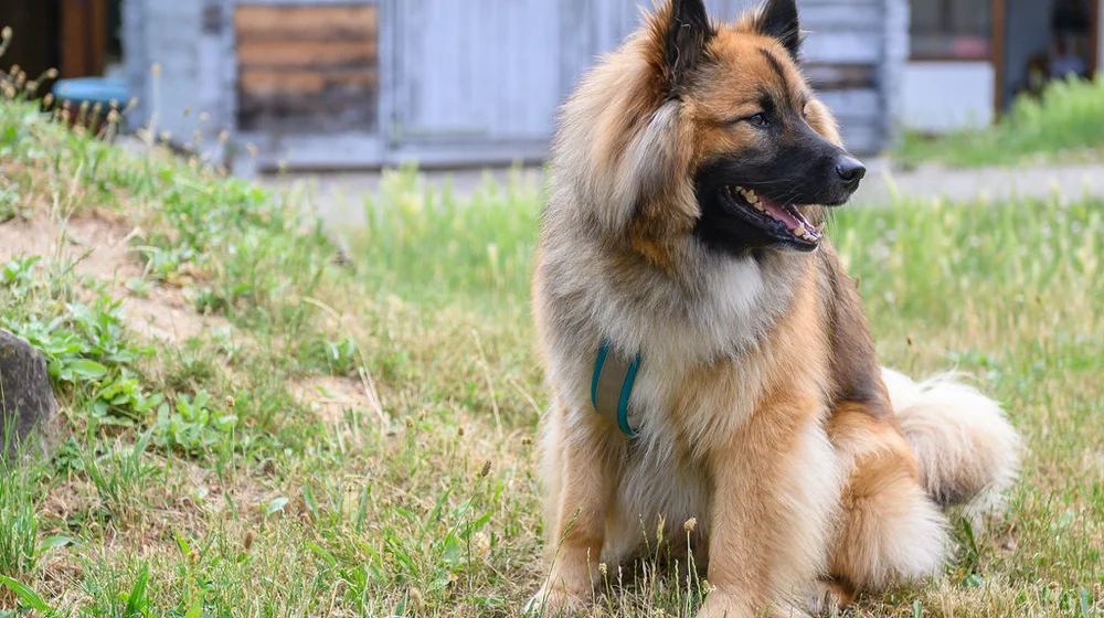 Ziele der Tiergestützten Pädagogik Ziele der Tiergestützten Pädagogik